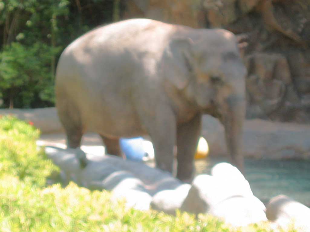 Siegfried And Roy S Secret Garden At The Mirage Hotel