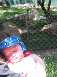 Andy sleeping in front of a tiger