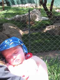 Andy sleeping in front of a tiger