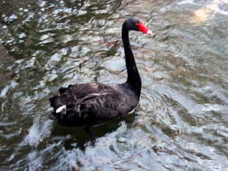 Black Swan