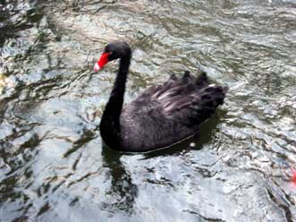 Black Swan