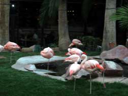 Flamingos