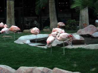 Flamingos