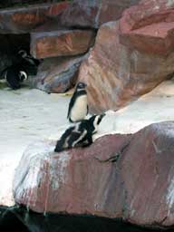 Penguins