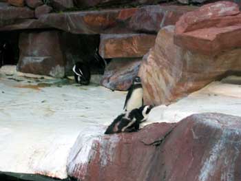 Penguins