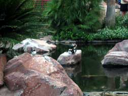Penguins