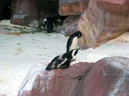 Penguins